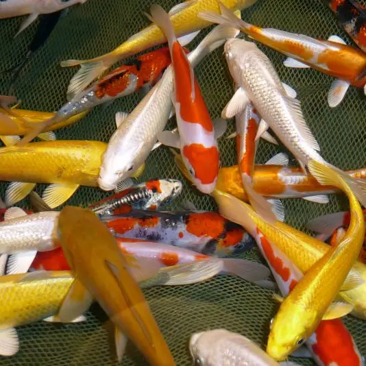 Catching fish Villette