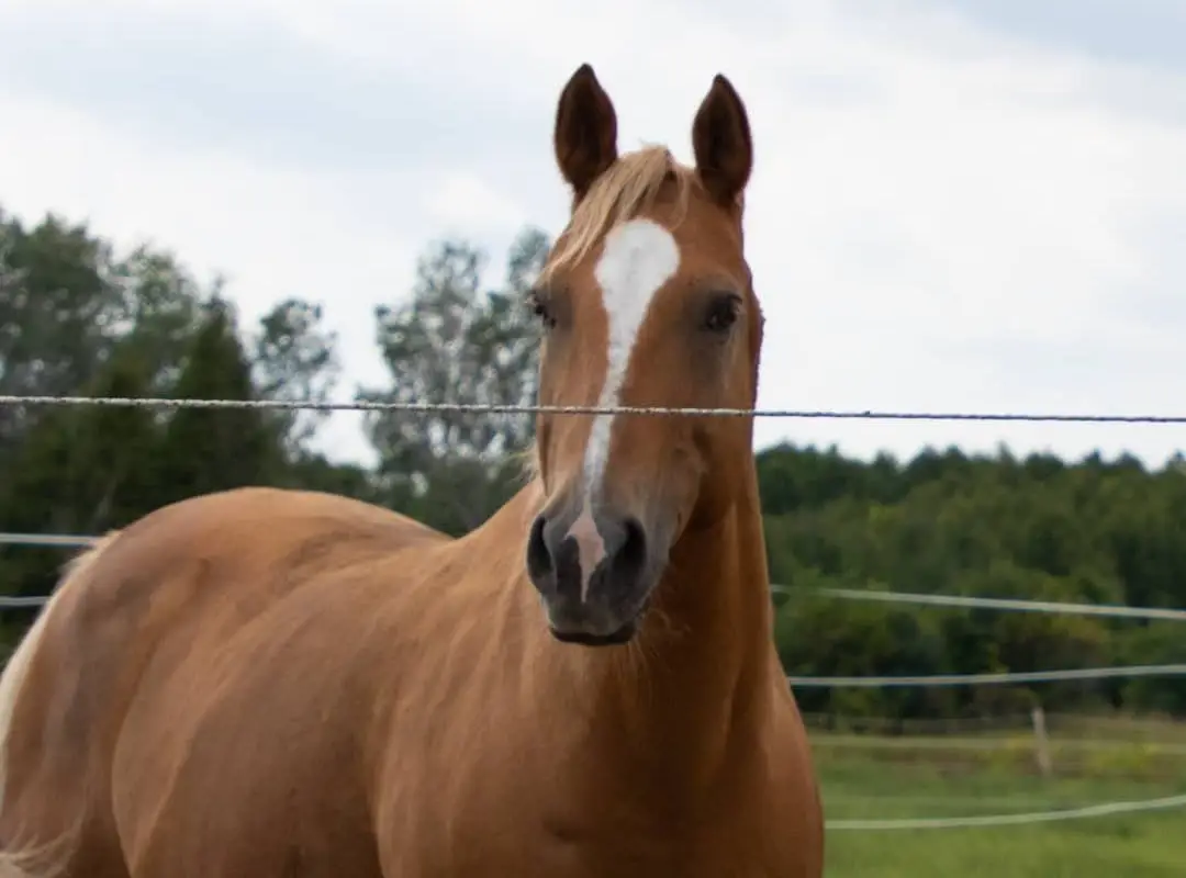 Lilac Lane Equestrian