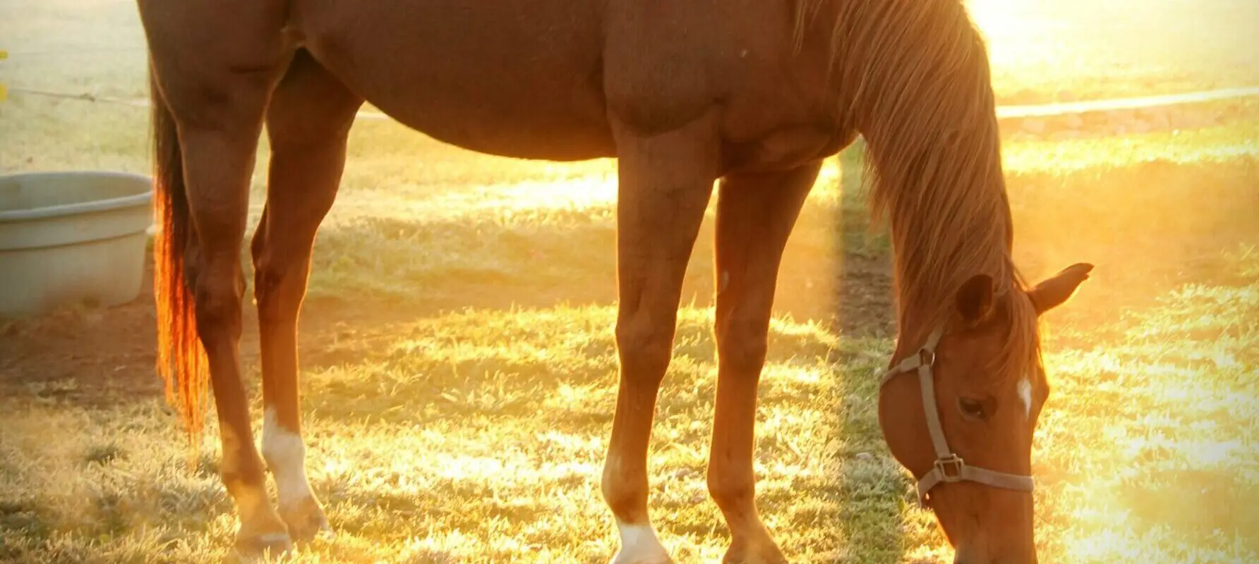 Humble Hooves- Cobble Hill