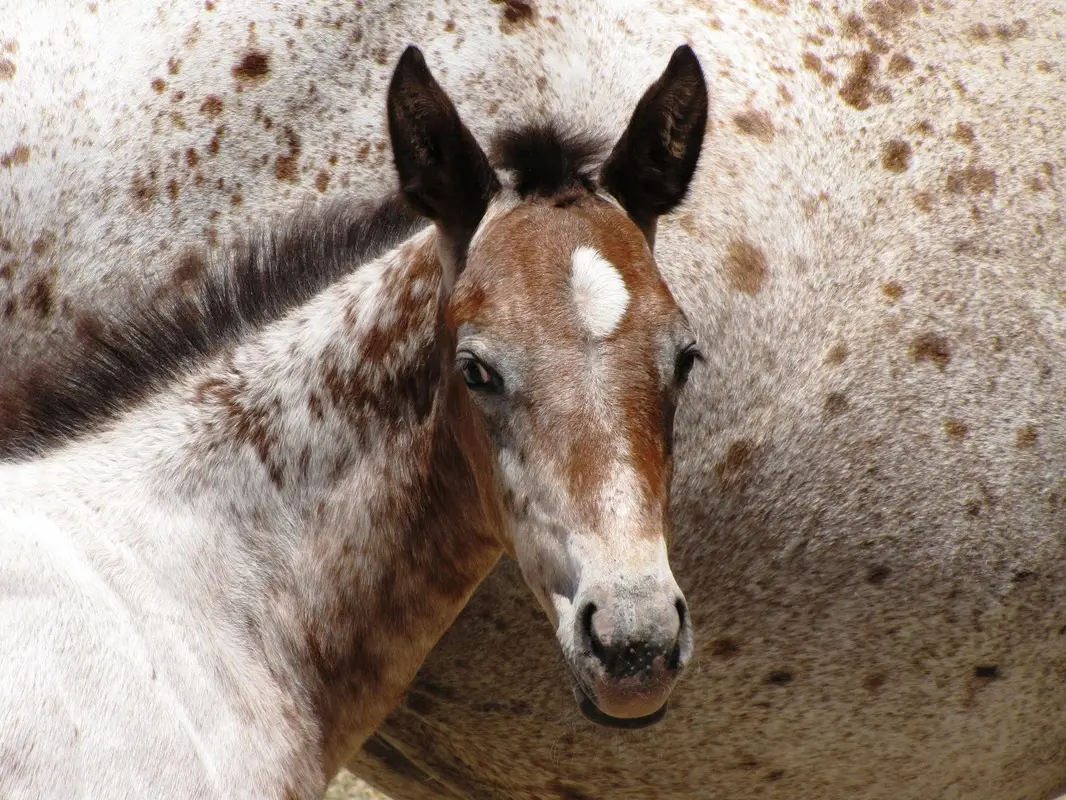 Appaloosas and Australian Spotted Ponies