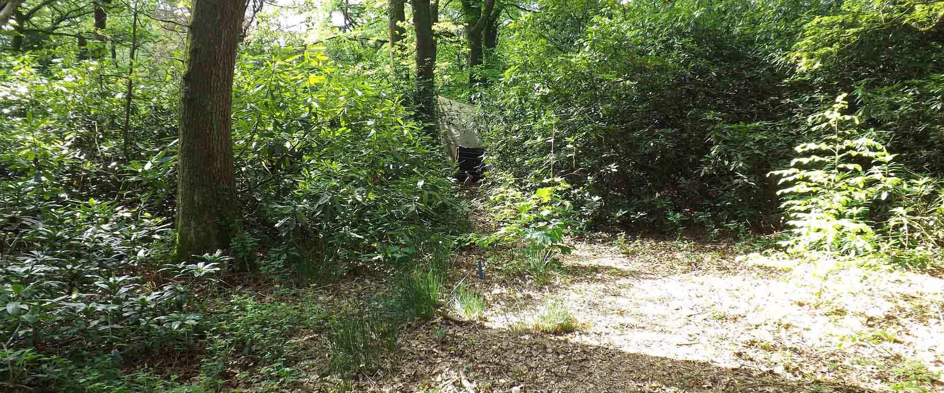 Ye Olde Delph Bowmen Woodland