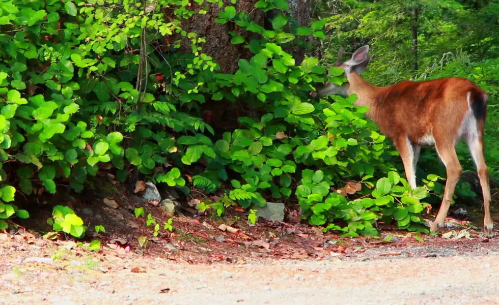 Wildwood Conservation Area