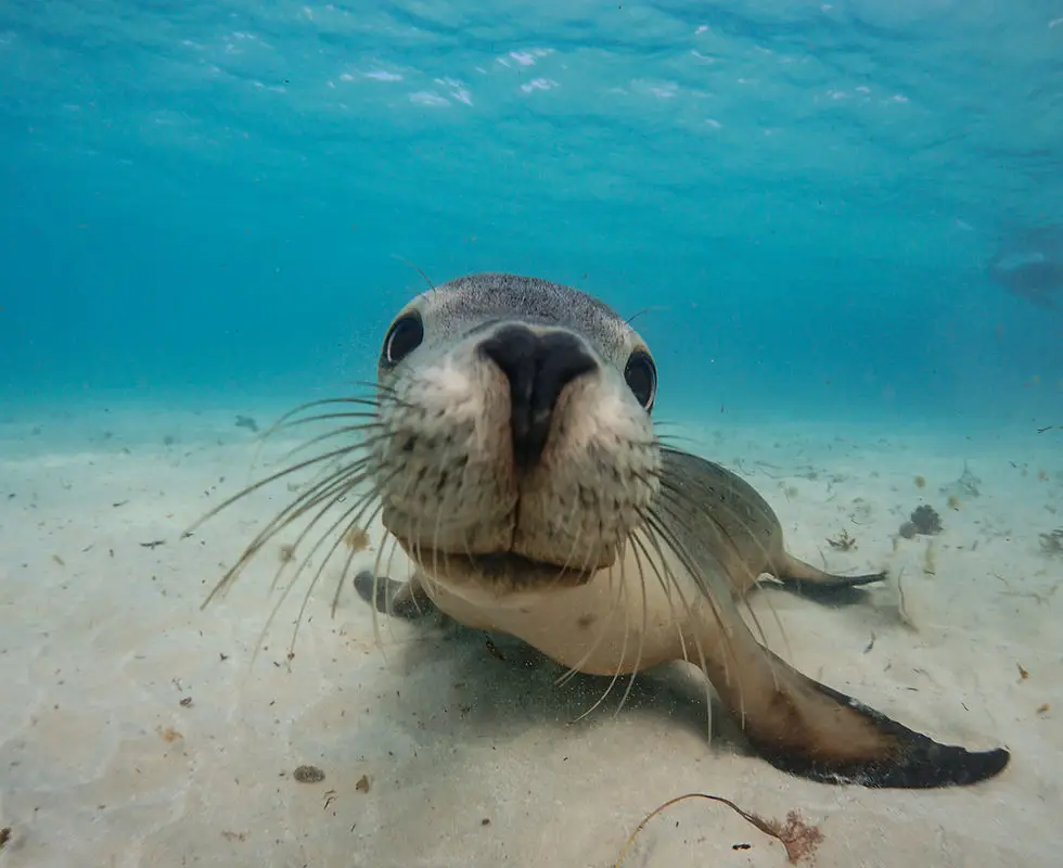 Turquoise Safaris - Sea Lion Tours