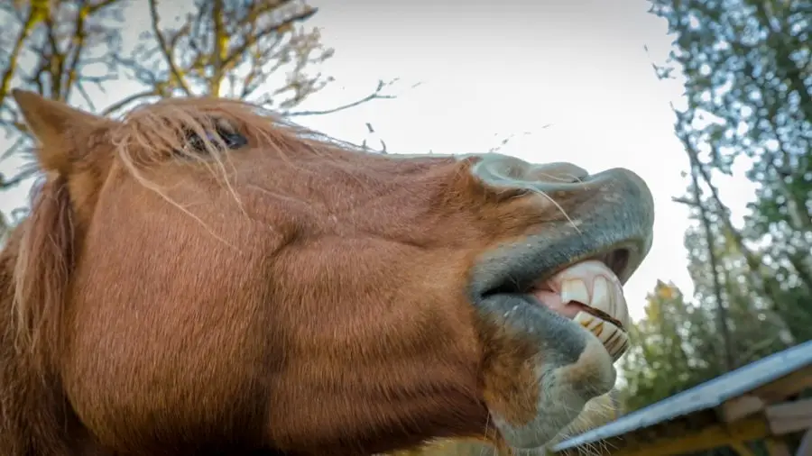 Stable Horse Training and Rehabilitation