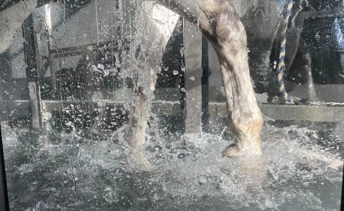 AquaEquestrian