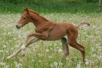 Haras Du Mille