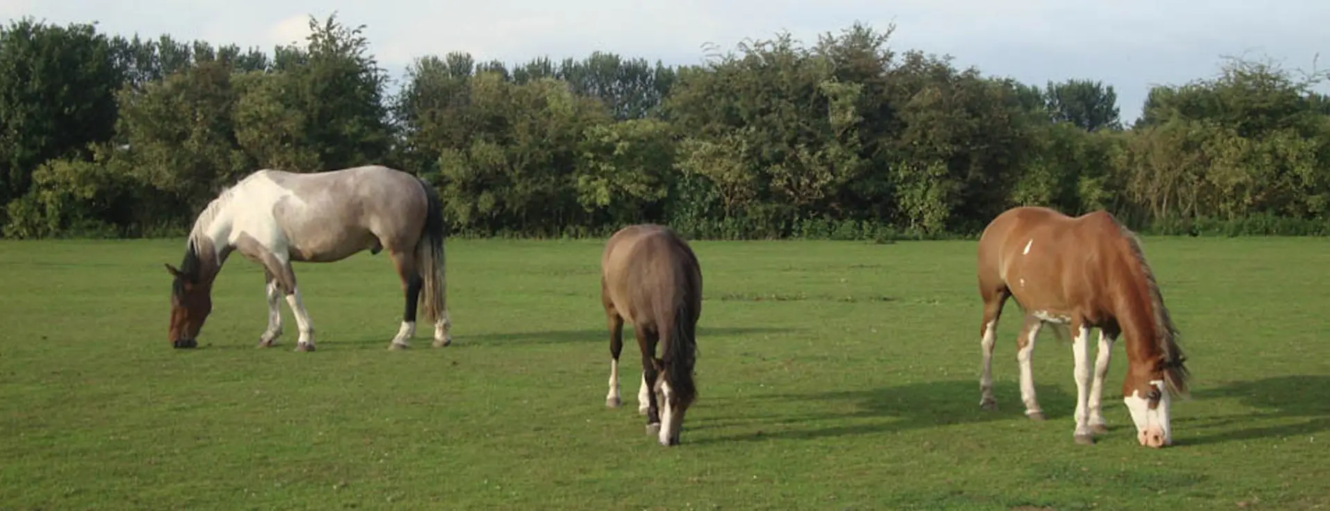 Moor Farm Stables
