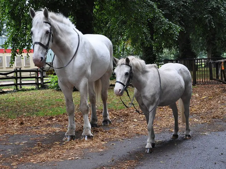 Cardiff Riding School