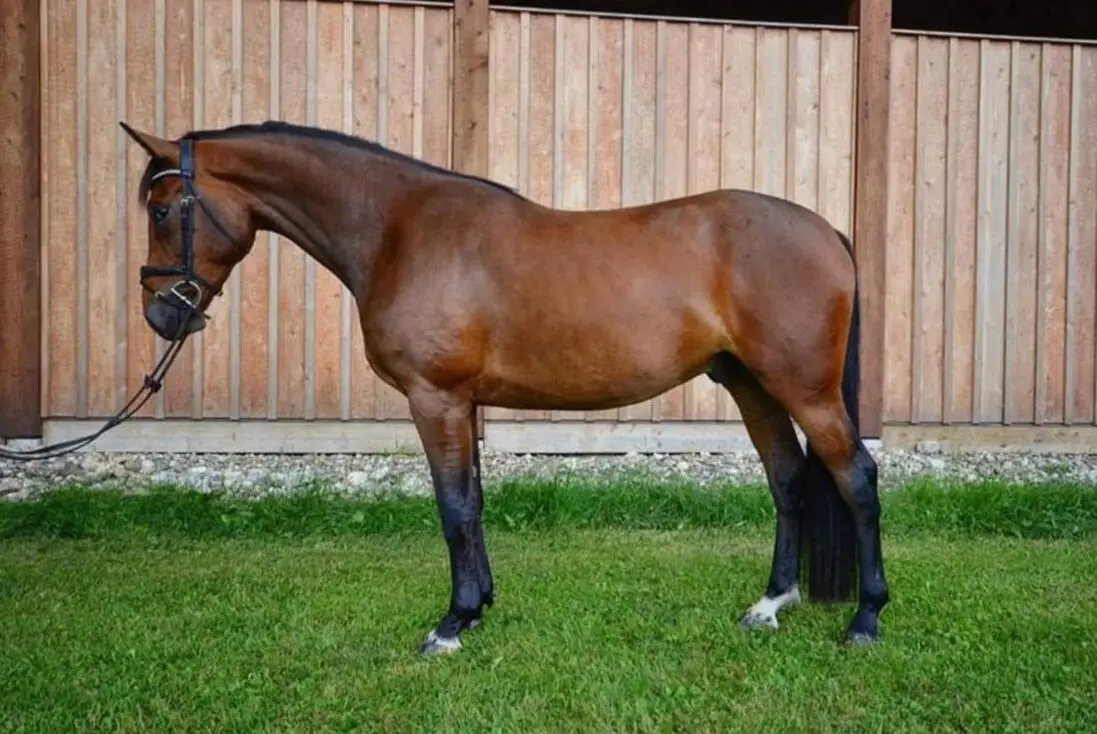 Mustang Powder Horse Trials