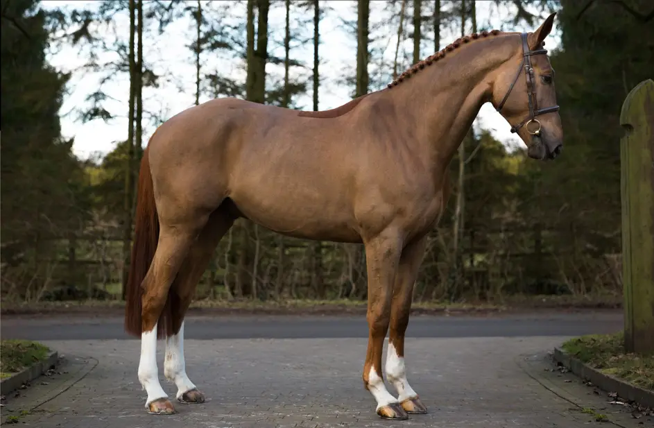 Moorby Stud