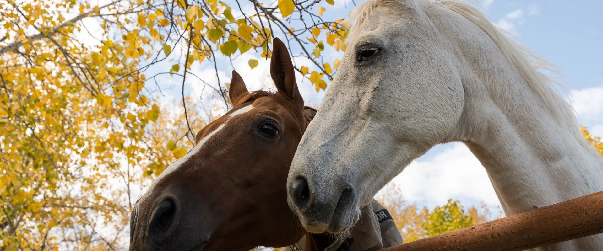 Teesdale Equestrian Centre Ltd.