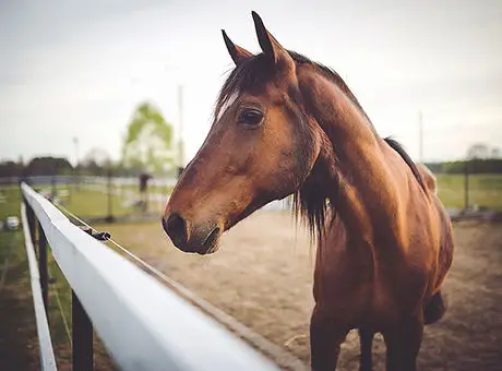 Sunshine Coast Equestrian Club