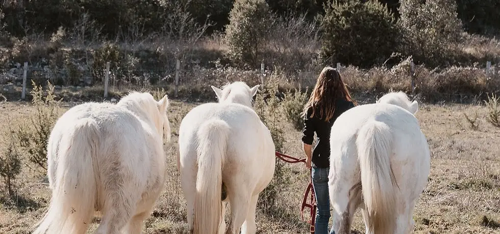 Happy Liens - Médiation Equine & Equicoaching - Montpellier