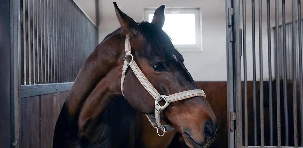 Equestrian Center De Bellenoue