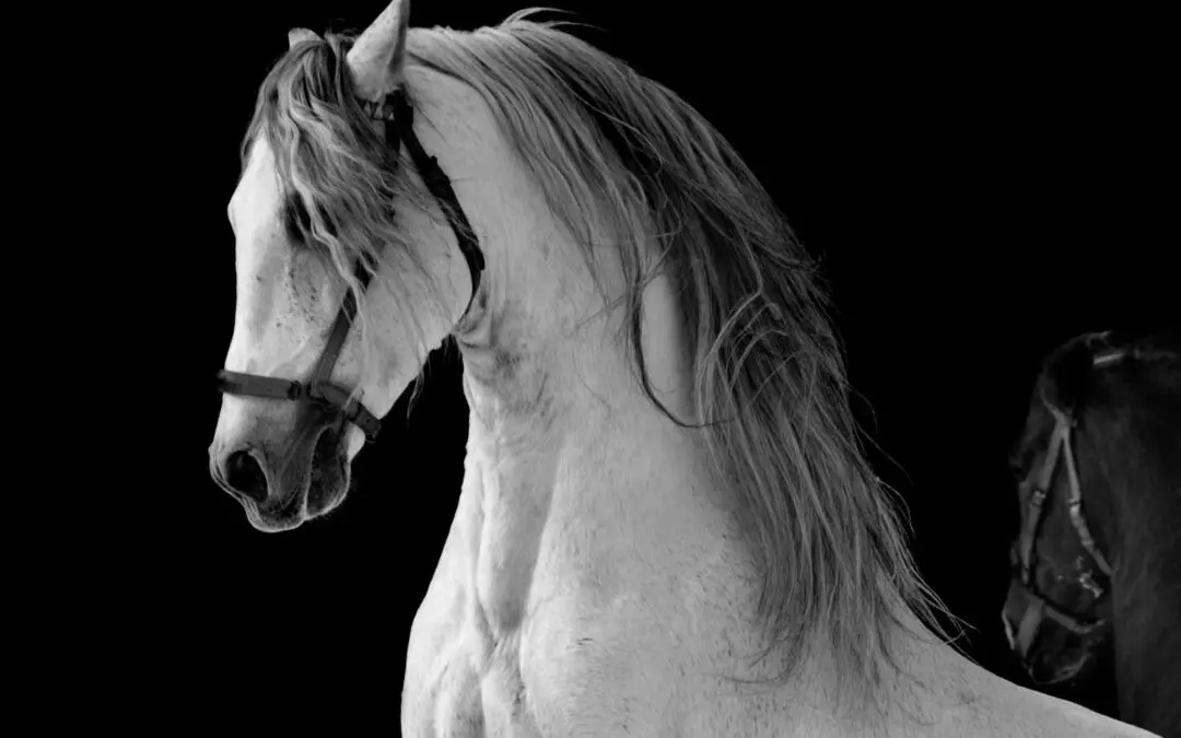 Horse Trainer Calgary