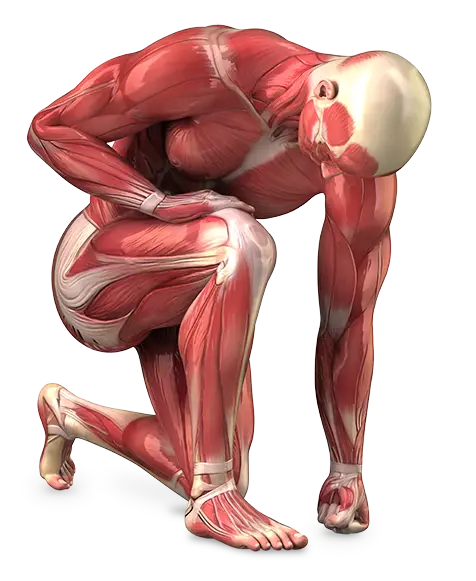 Upright Physiology