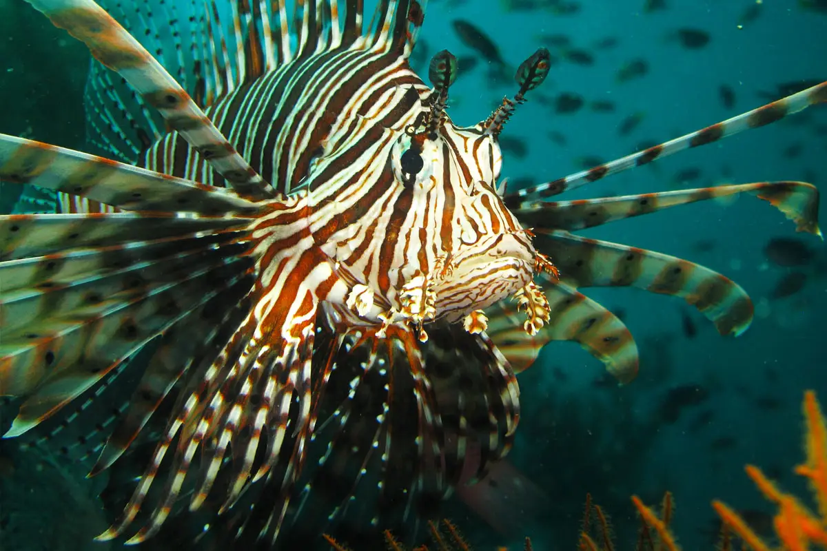 DIVE India - Scuba resort | Best scuba diving in Neil Island, Andaman