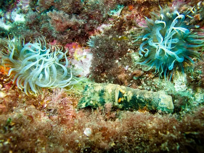 Tech Ocean