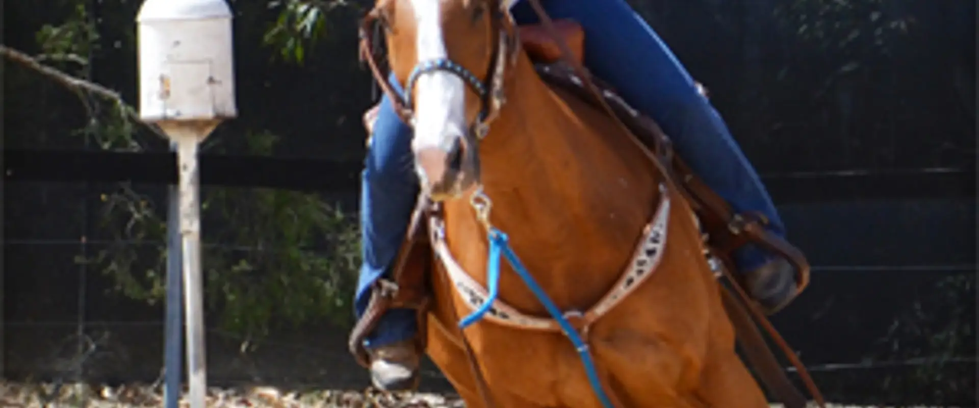 Central coast sporting horse association