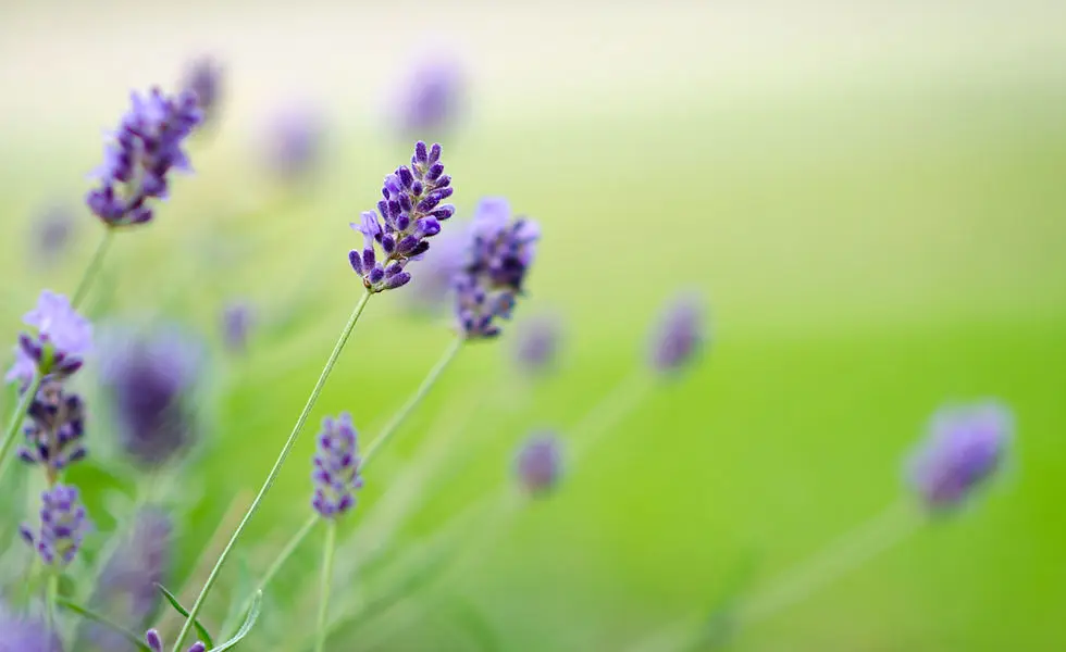 Kerry Wailes Yoga & Massage