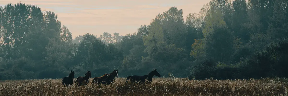 Le Cher À Cheval