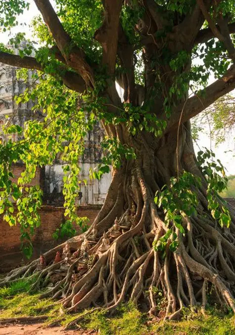 The Bodhi Tree (Raynn)