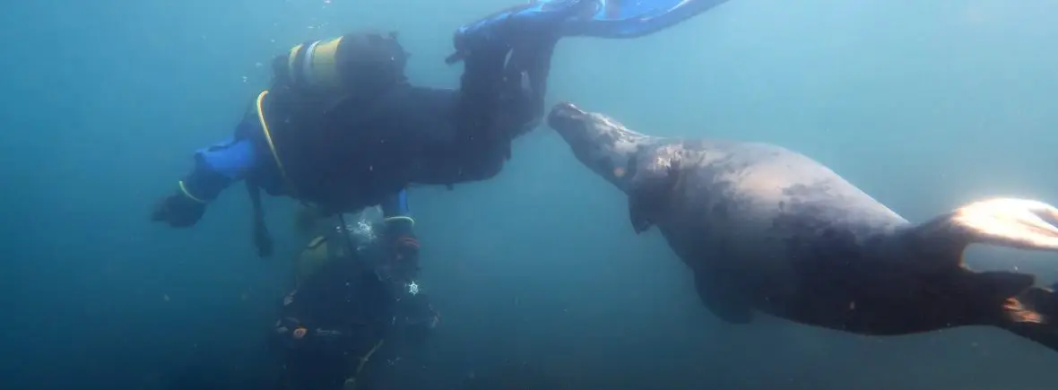 Solstice Divers