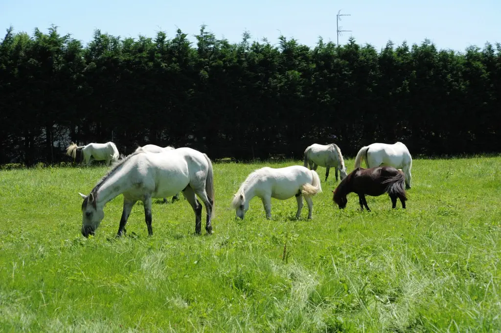 Les Ecuries De Lortenia