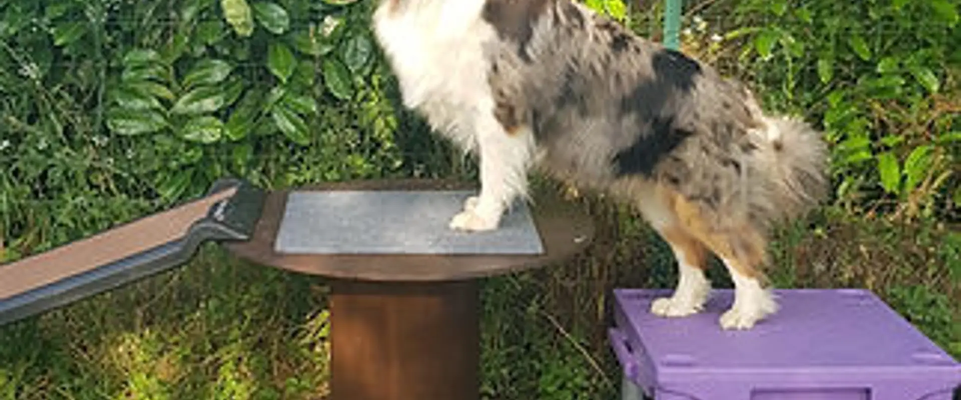 Ames Animales Education & Bien-être - Comportementaliste Canin/Félin/Equin