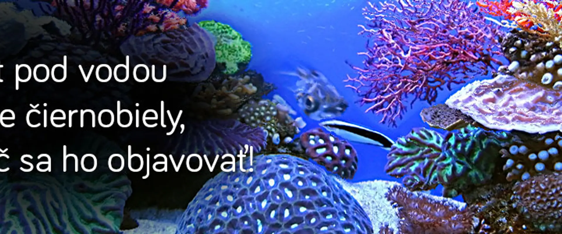 FreeDivingAcademy