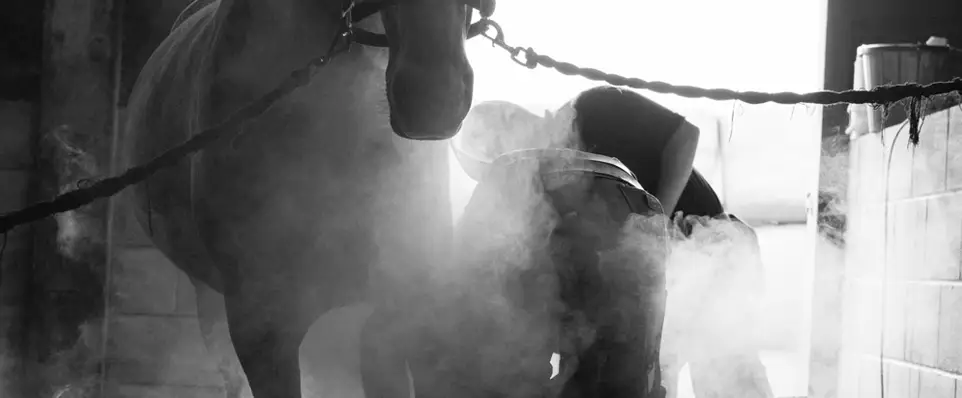 PJ Martin Ltd Farrier