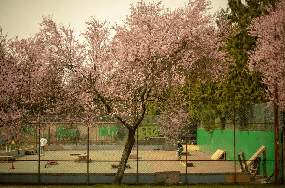 The Courts - Skateboard Park