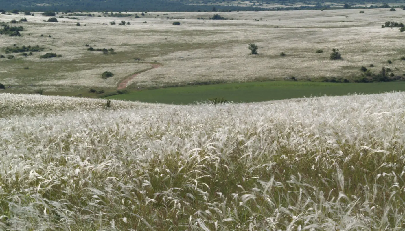 Ferme de Ribevenes/ Anatole Rando âne