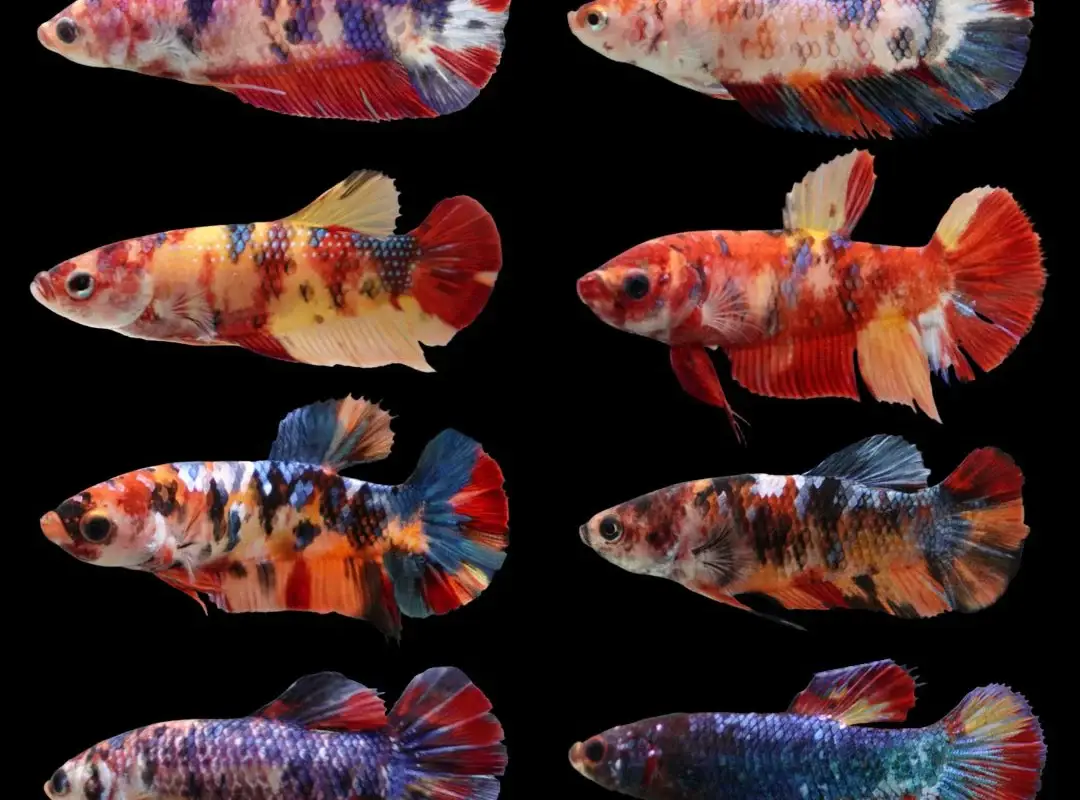 ALMA Aquatics Ltd