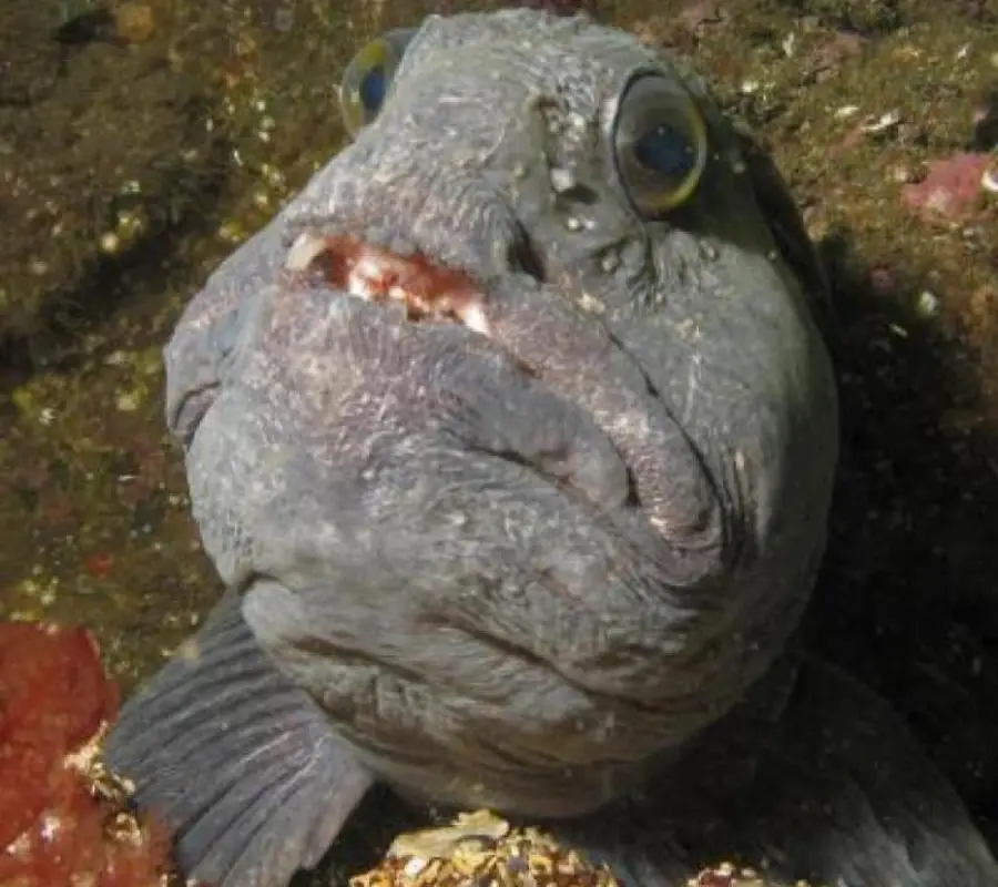 St.Abbs diving