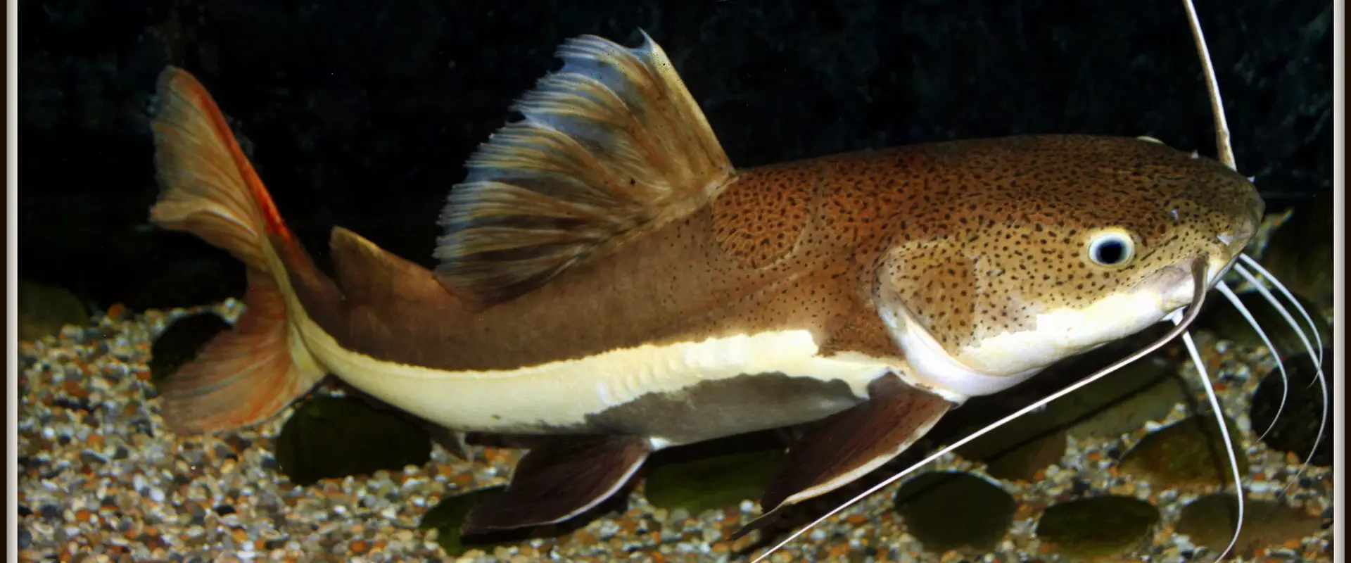 Sweet Knowle Aquatics