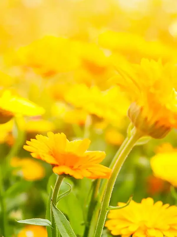 The Gathering Fields Retreat & Apothecary