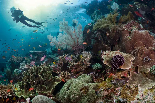 Scuba Active
