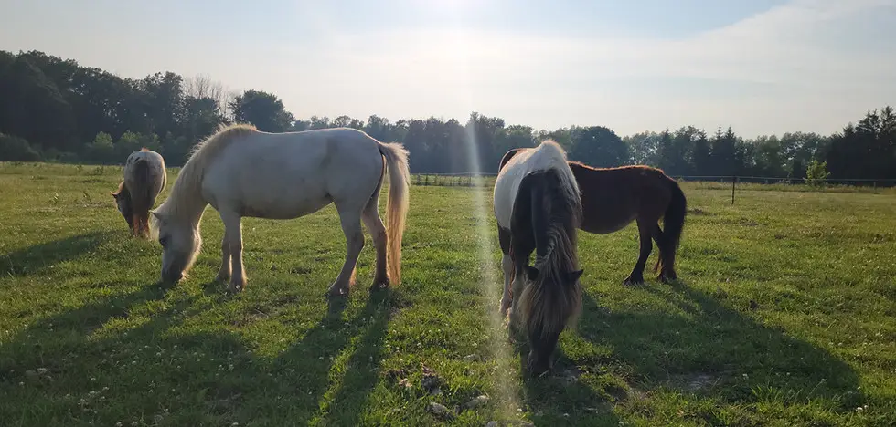 Touchstone Farm