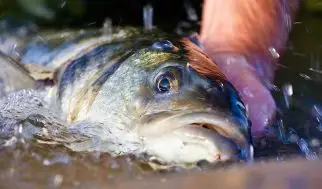 Bass Anglers' Sportfishing Society