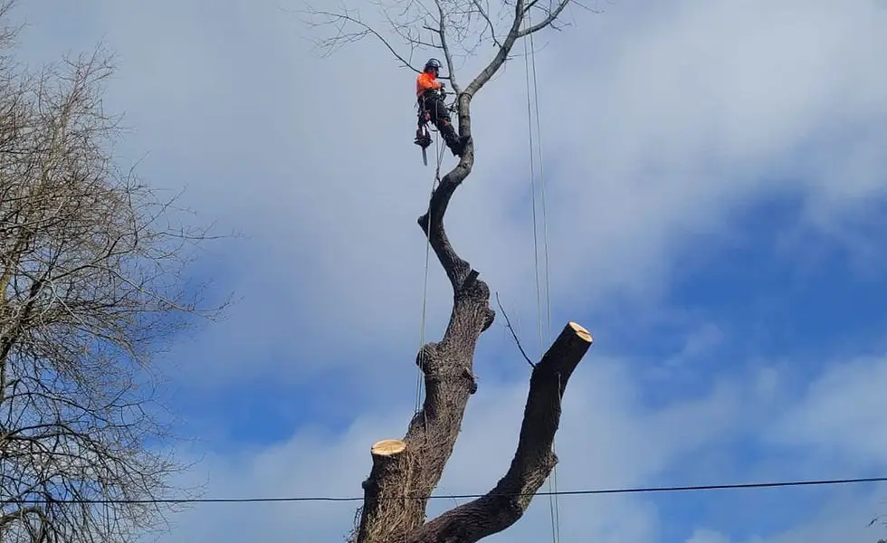 Glebe Contractors