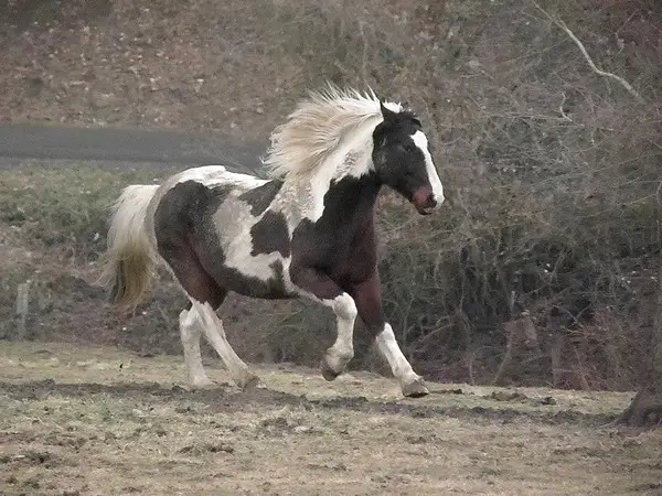Natur'a Cheval