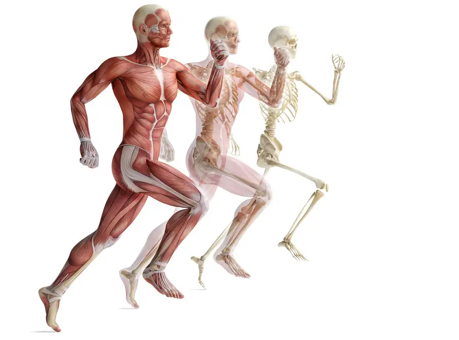 CORE Performance Therapy Wellness