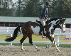 Top Form Equestrian