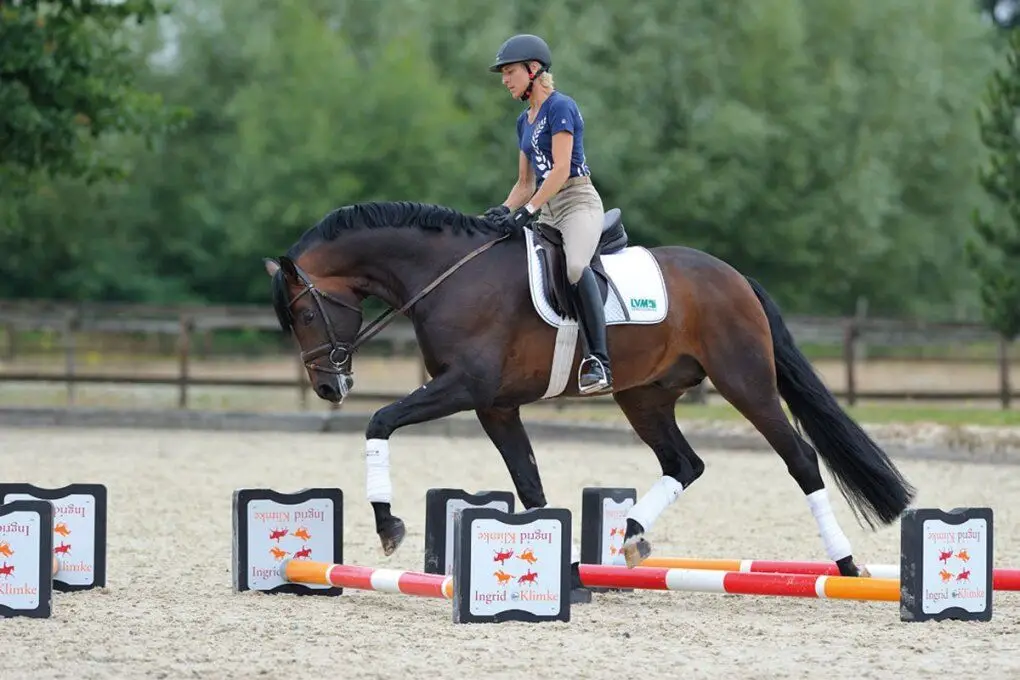 Smart Equine