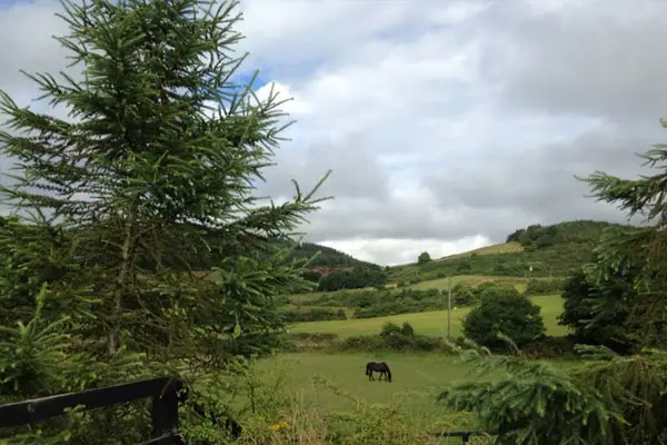 Oakwood Stables