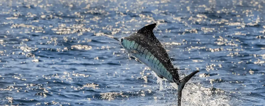 Bay of Islands Swordfish Club Inc