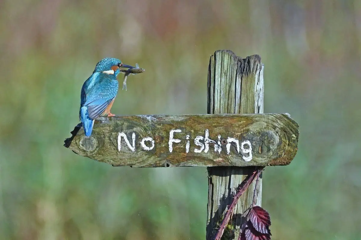 Airdrie & District Angling Club