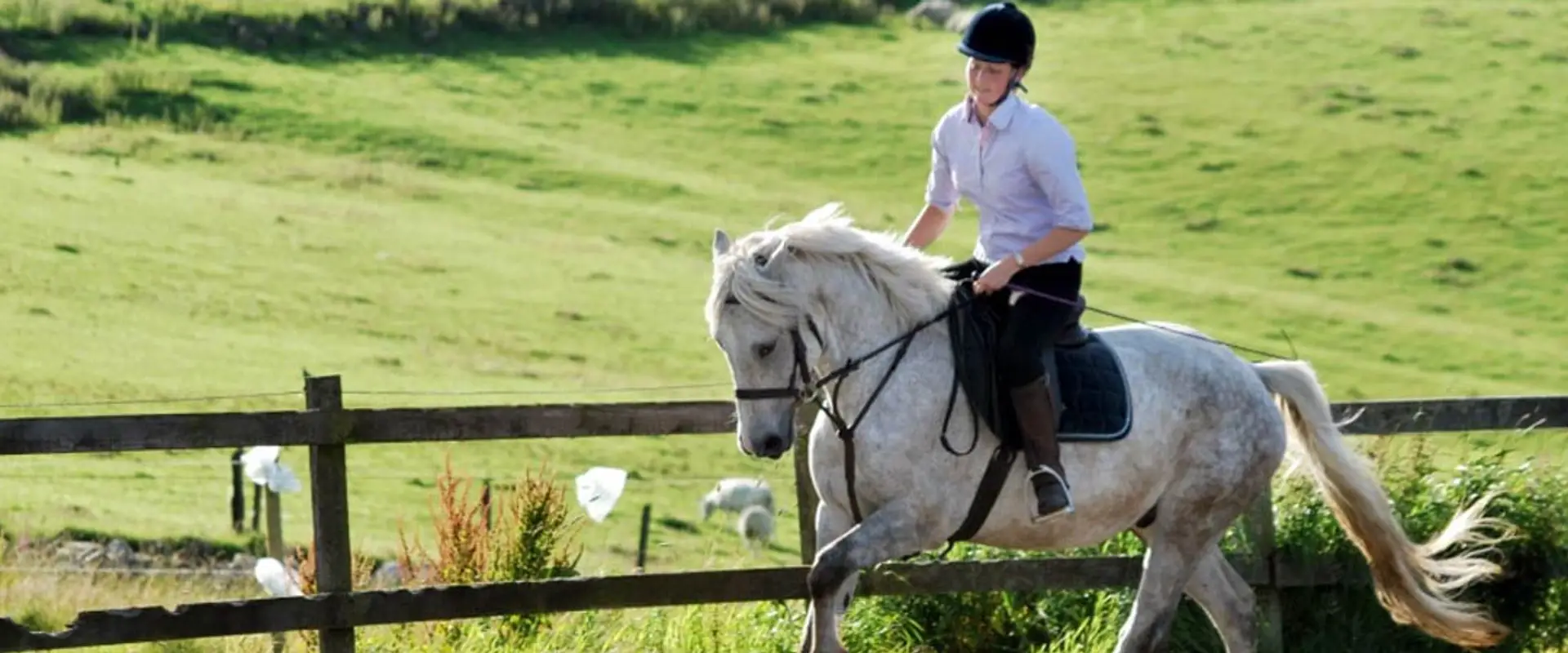 Diamonds Equine Renvyle - The Connemara Pony National Stud
