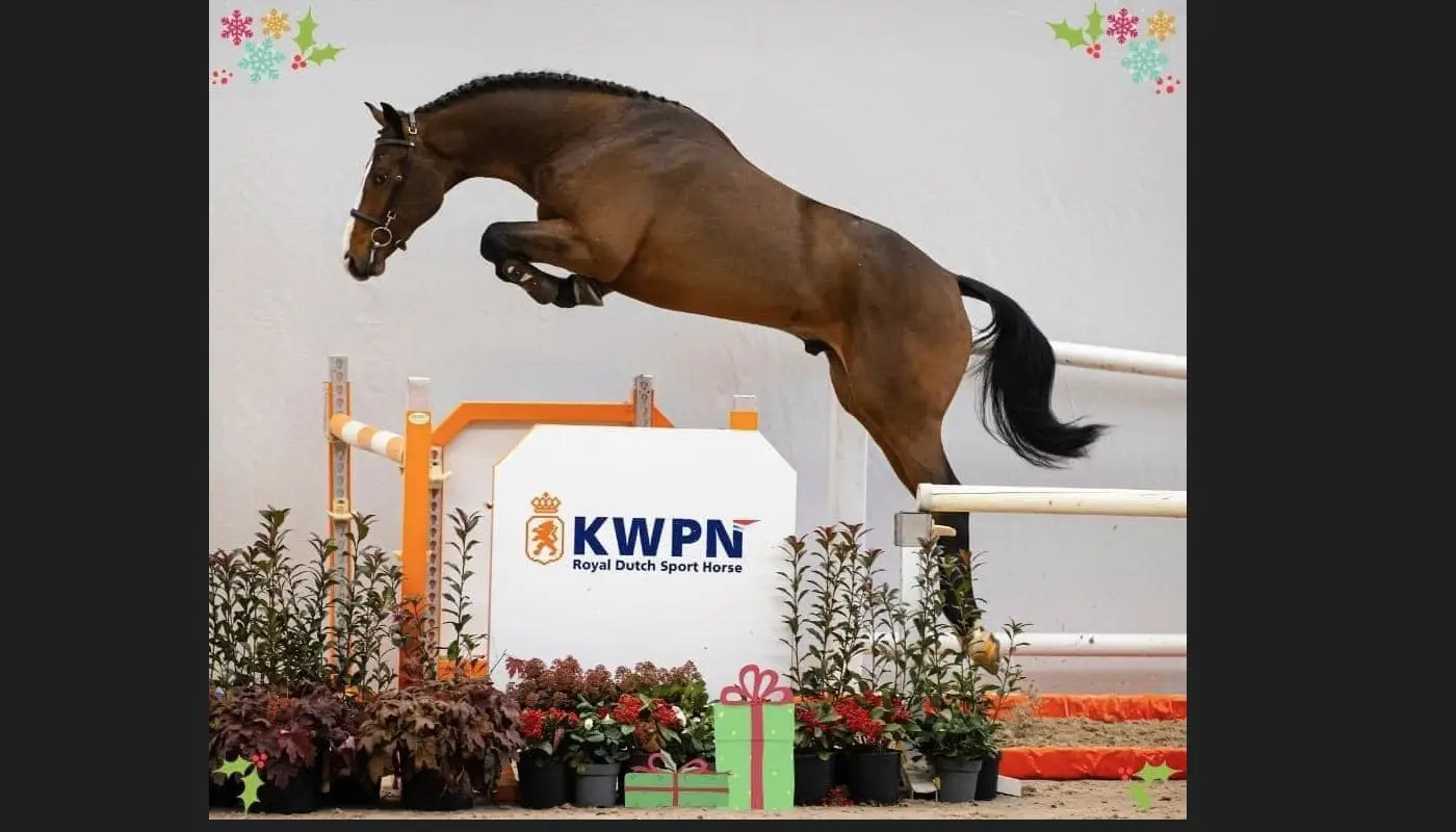 Stud De Lorane